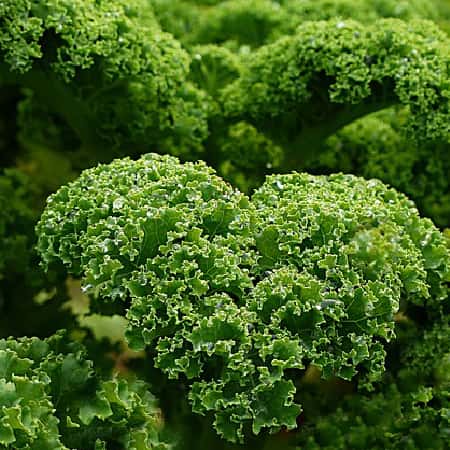 Kale