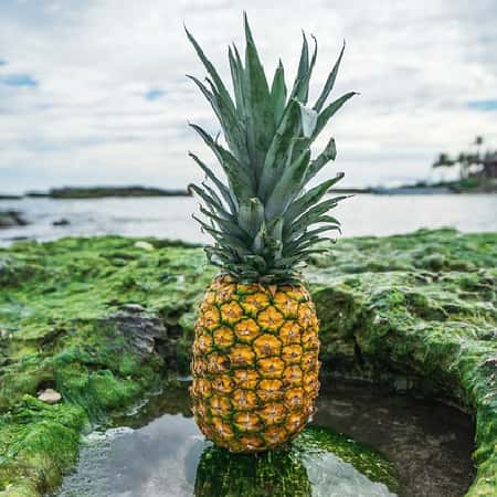 Pineapple