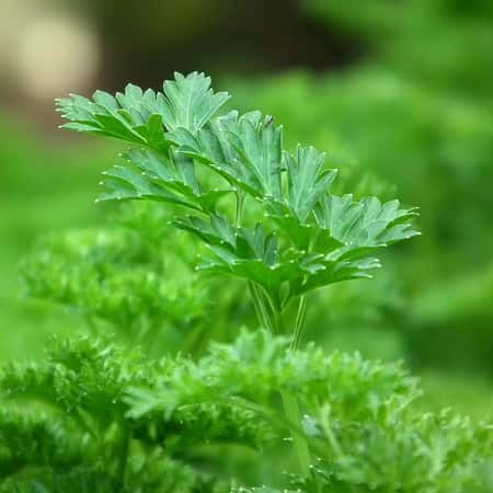 Parsley
