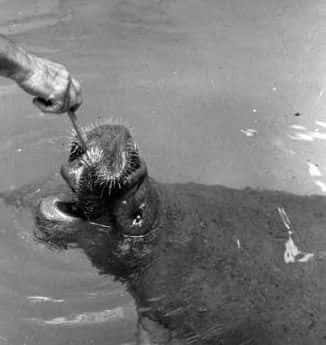 manatee
