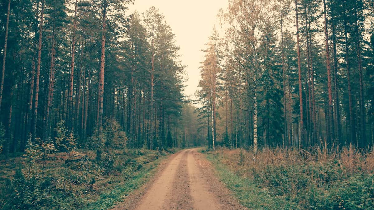 Dirt road through woods