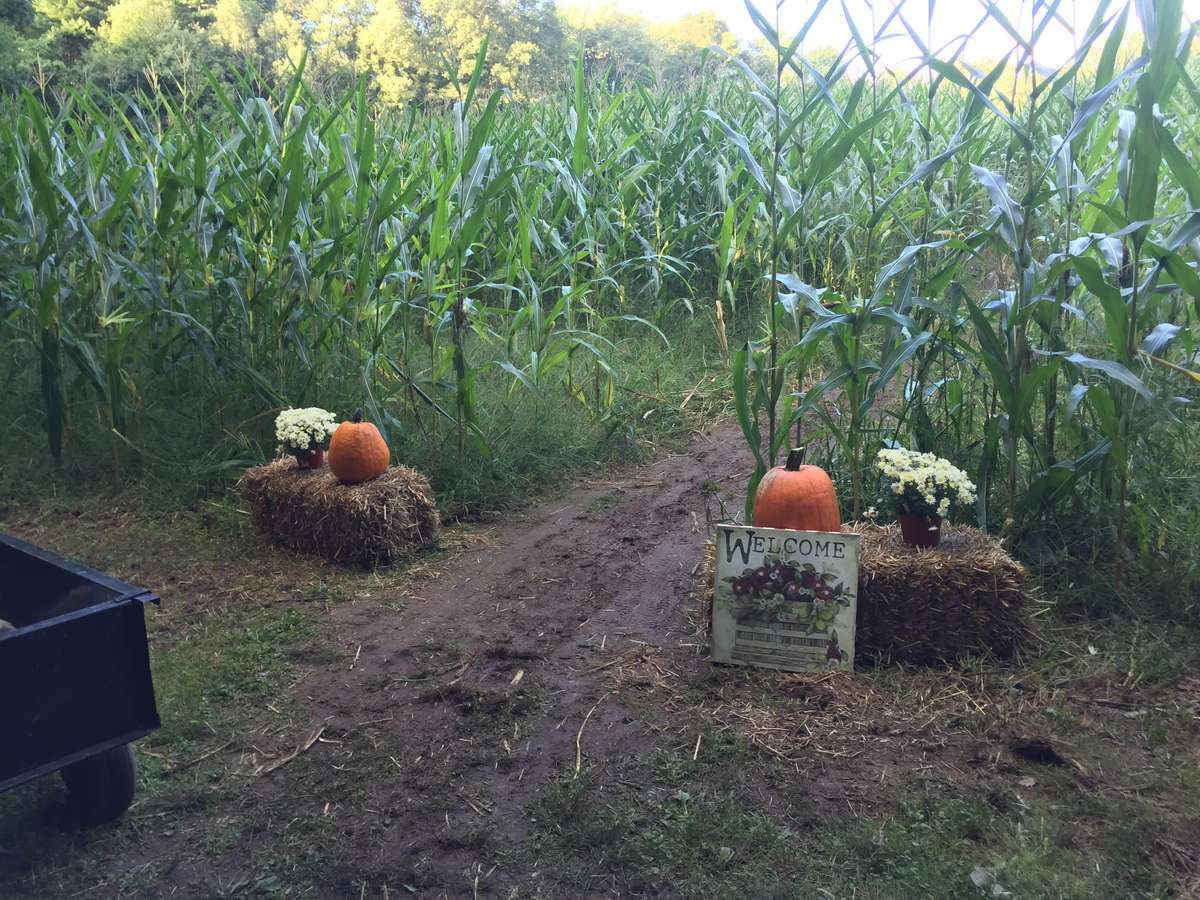 corn maze entrance