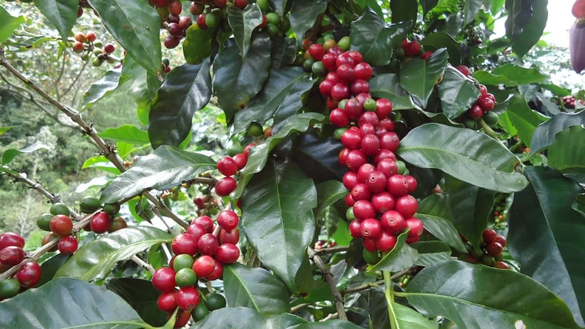 branch of red ripe coffee berries and shiny deep green leaves