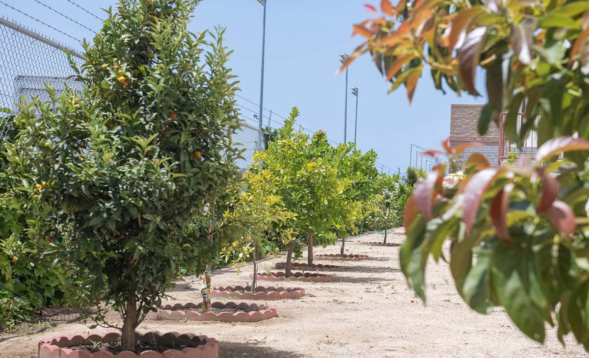 Citrus and avocado trees