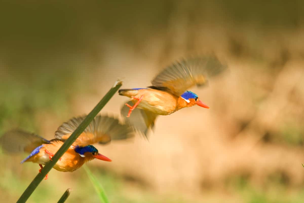 Close-up of brightly colored birds midflight in a jungle.