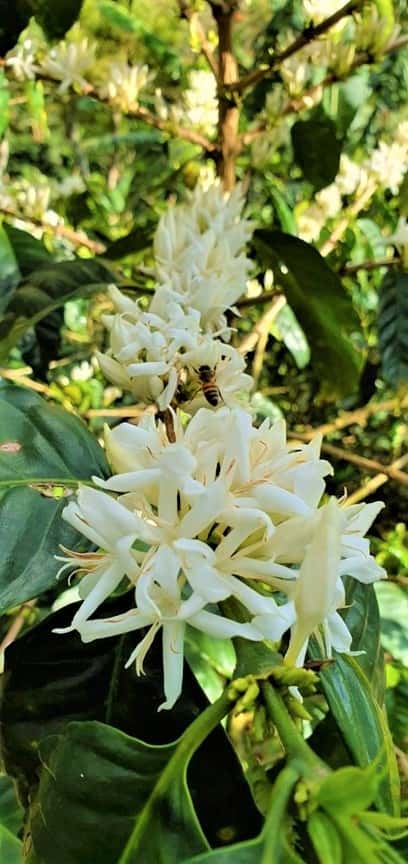 Star-shaped flowers of coffee tree