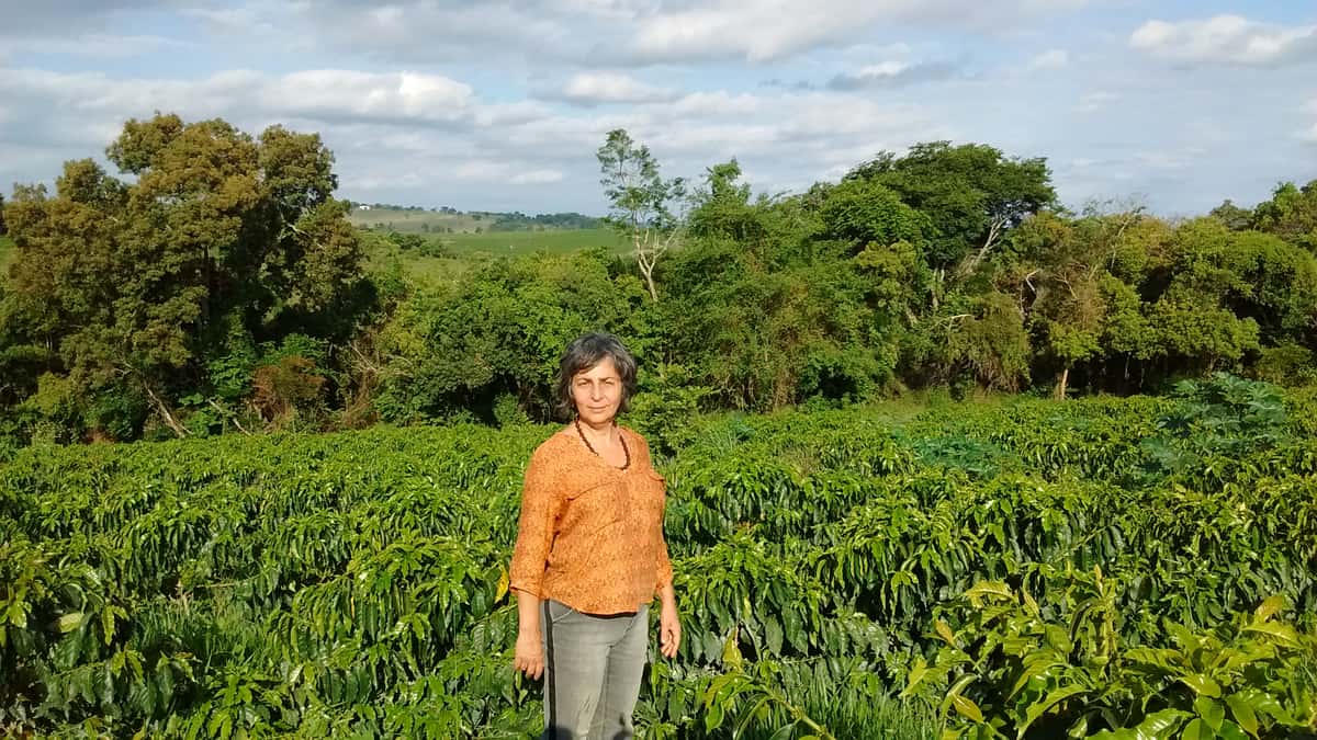 Woman standing in a large field of coffee plants