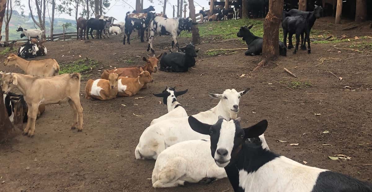 Group of goats - white with black spots, white, tan, brown with white spots