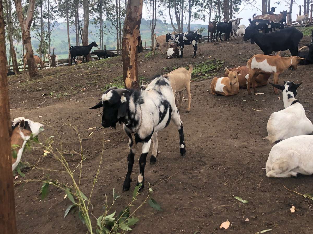 Black/white goat in center with white and brown goats on the right and in background