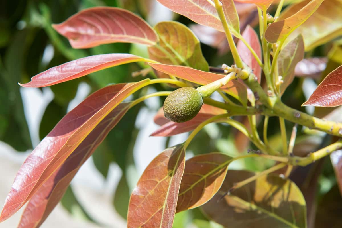 Avocado tree with reddish green leaves and small avocado
