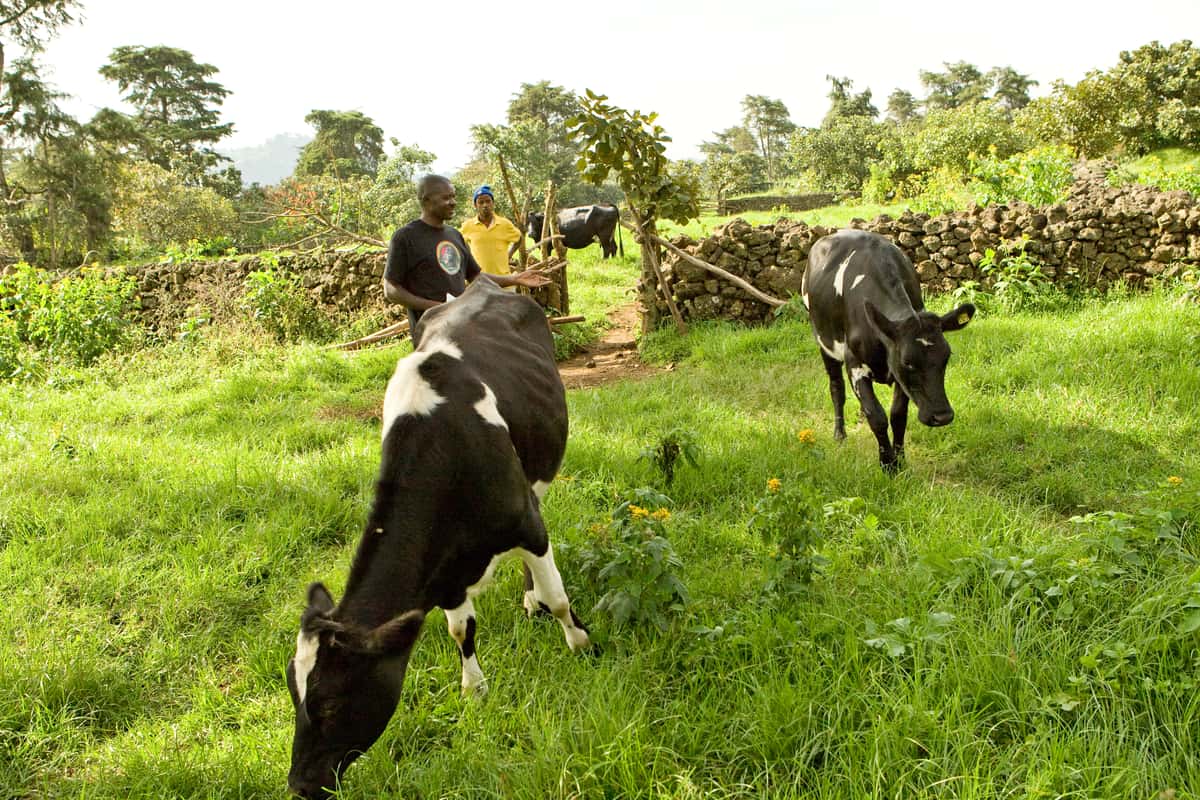 Dairy cows provide milk for farm families that also becomes an income source for families.