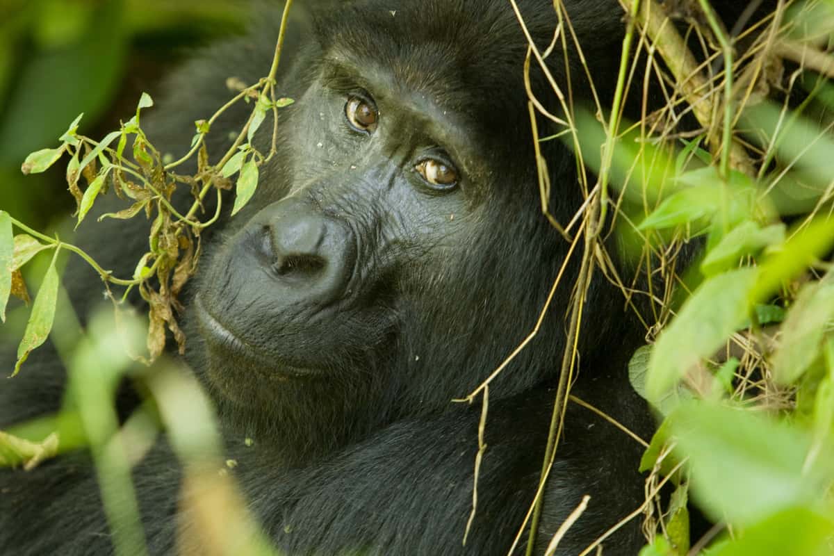 Urth Caffé and Uganda's Endangered Mountain Gorillas