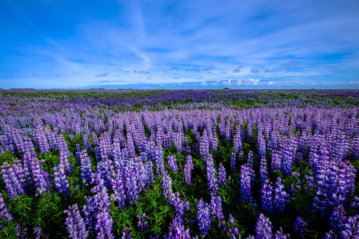 Blue sky with rolling fields of purple and blue flowers