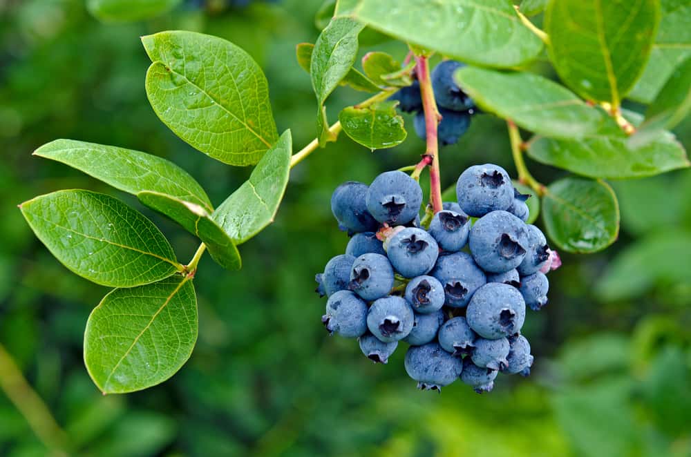 Dreamy, Creamy Blueberry Pie