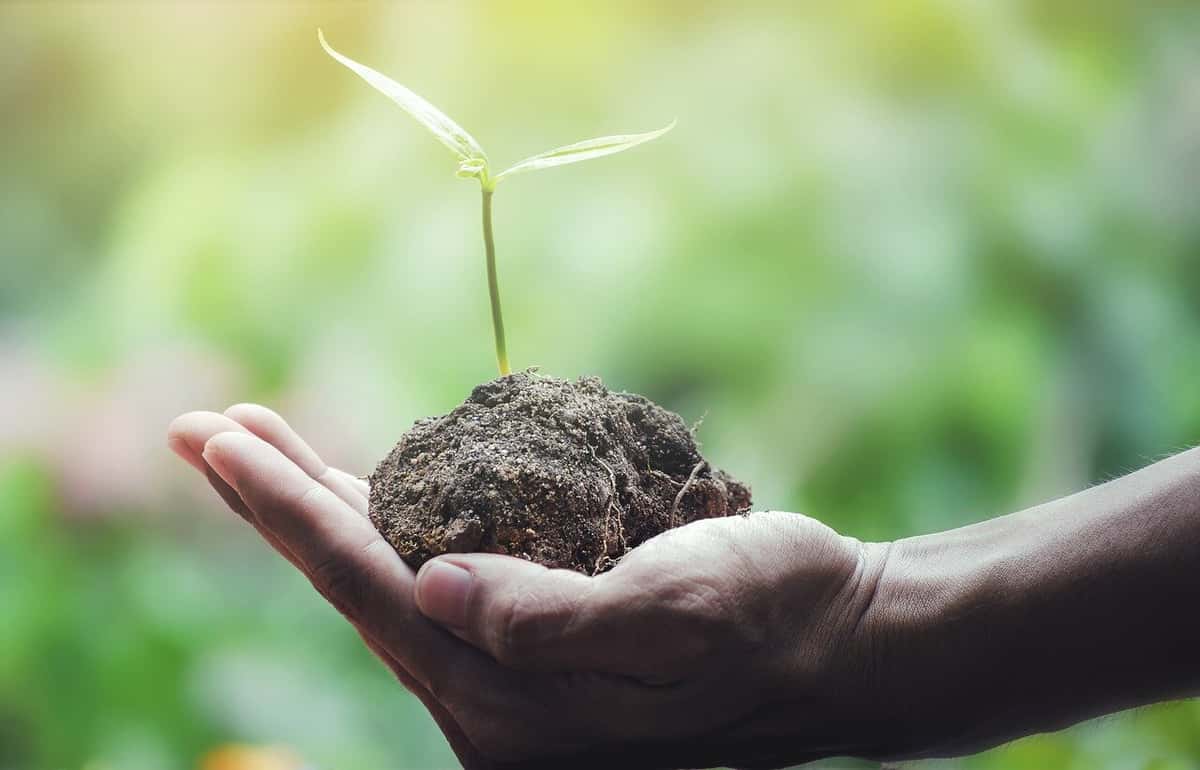 Green Dining in Dallas: Small Ways Social Pie Gives Back
