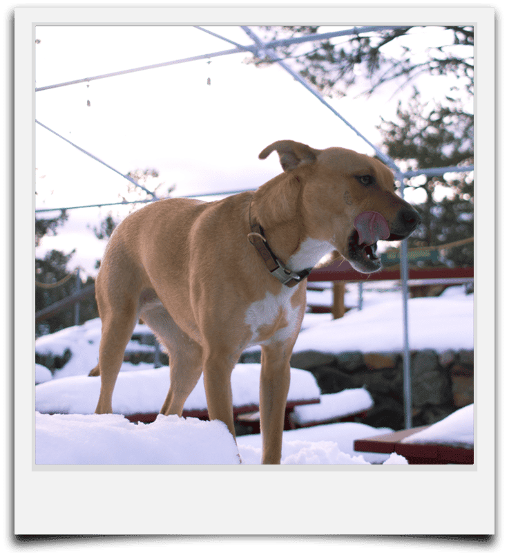 Dog