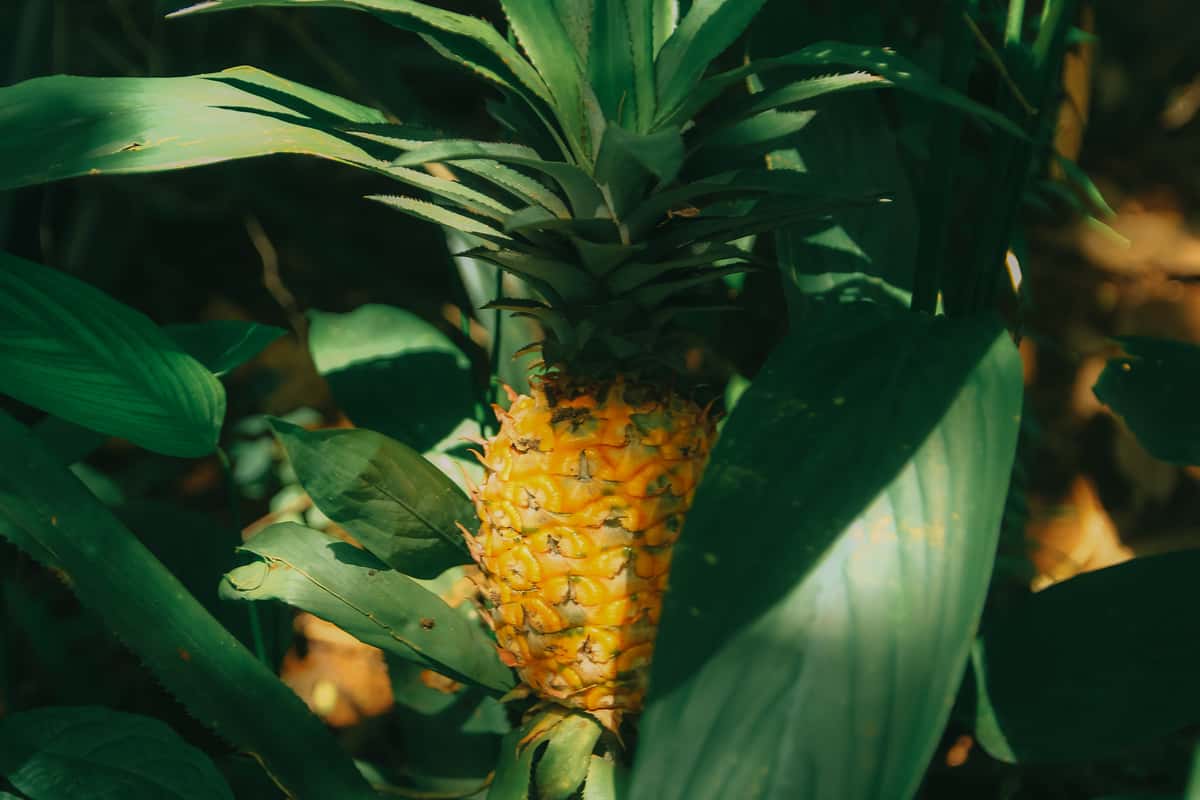 ripe pineapple