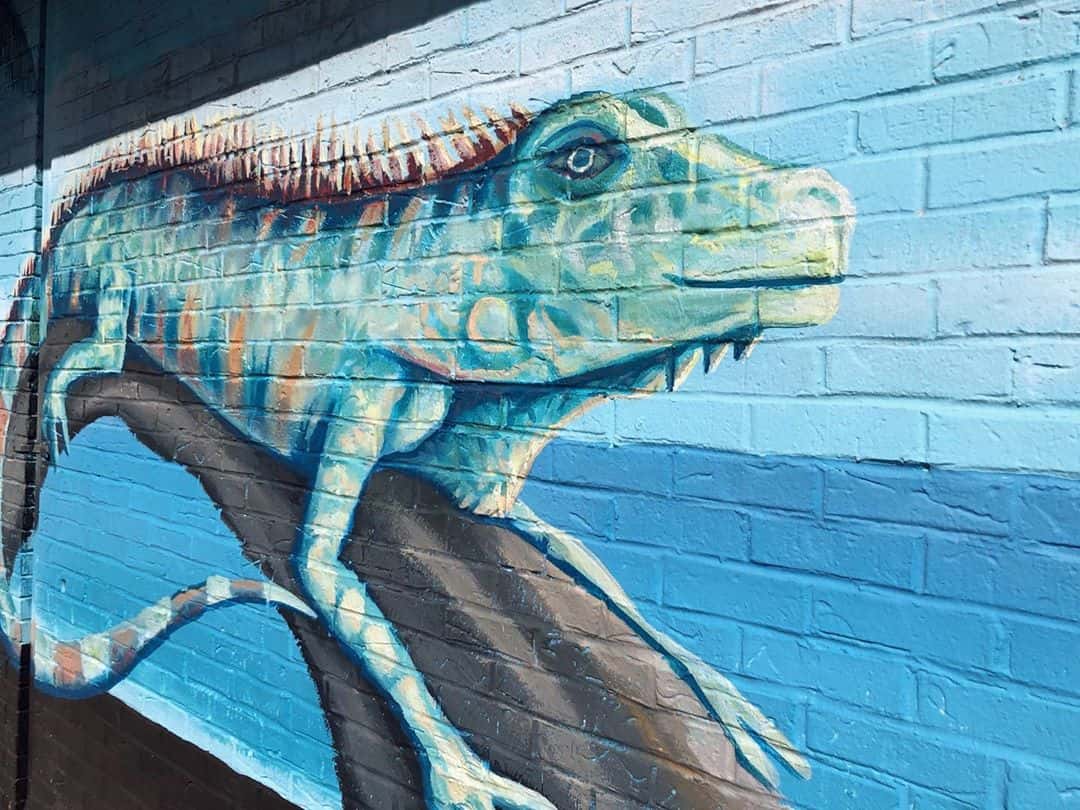 lizard