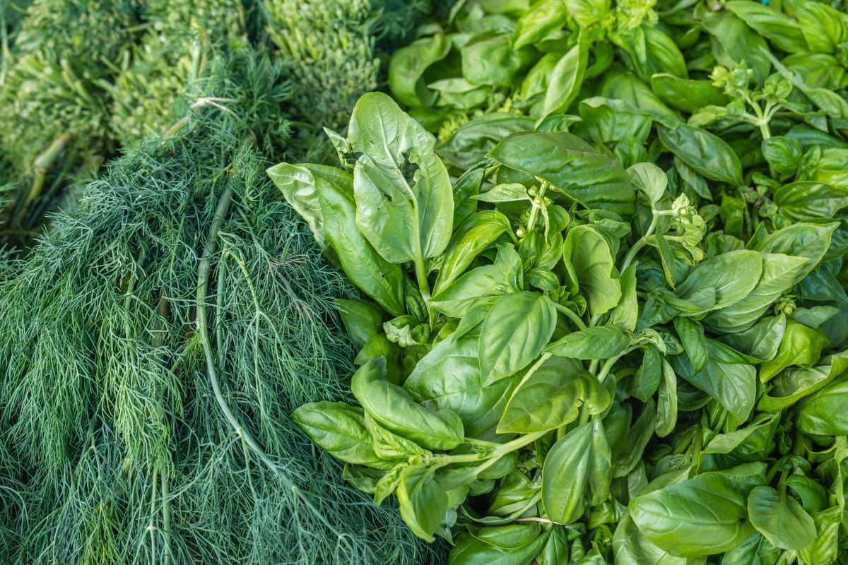 Green Vegetables