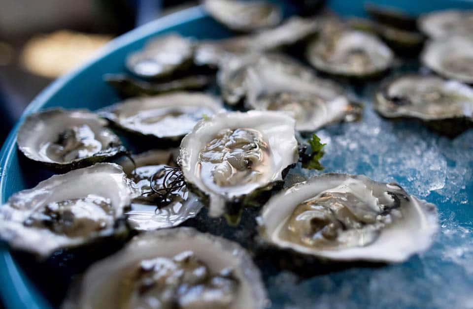 oysters