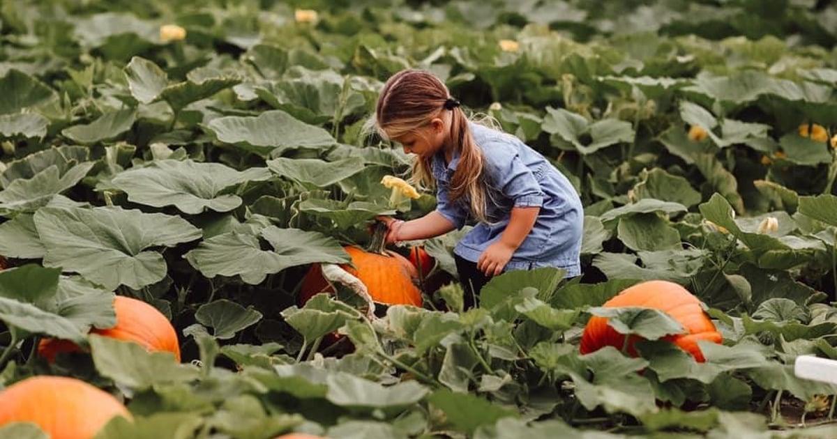 Fair Weather Acres Fall Festival in Cromwell, CT | CT Mommy Blog