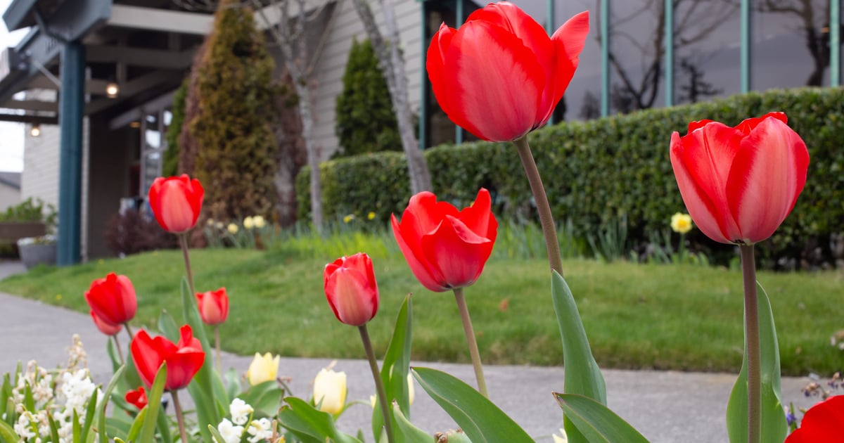 Contact Sunset Grill American Restaurant in Gig Harbor, WA