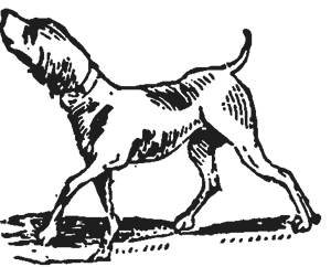 Bird Dog home logo