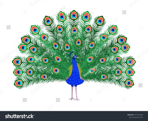 The Cocky Peacock home logo