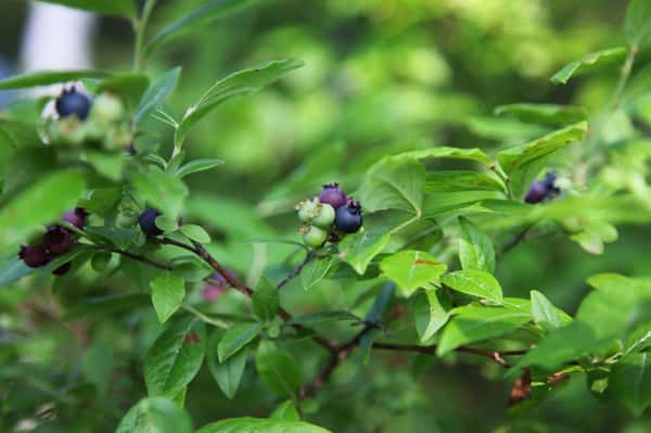 Frye's Leap Cafe Fryes Leap Cafe Cafe in Frye Island, ME