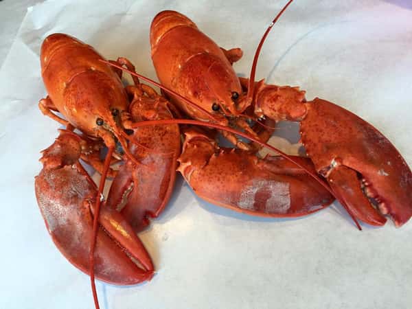 Lobster