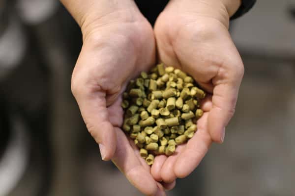 Photo of hands filled with hops