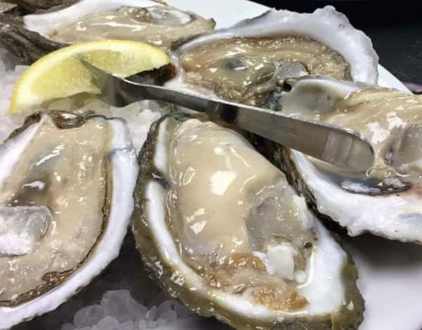 oysters