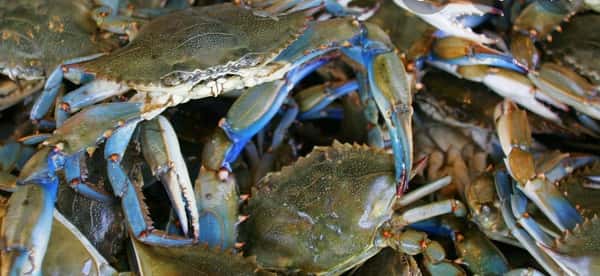 Blue Crab