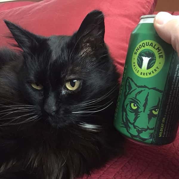 cat and beer can