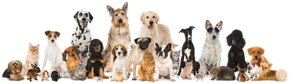 Dogs