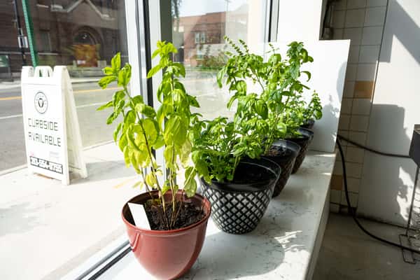 fresh basil