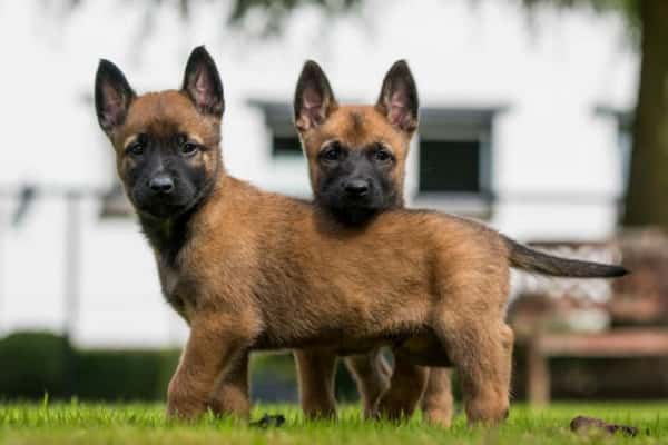 k9 fund