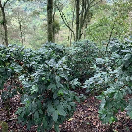 coffee trees in origin Colombia