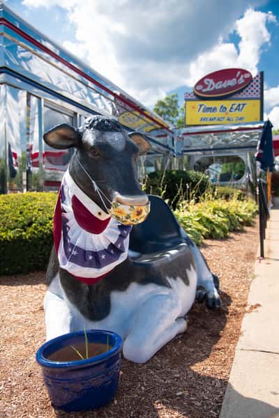 cow