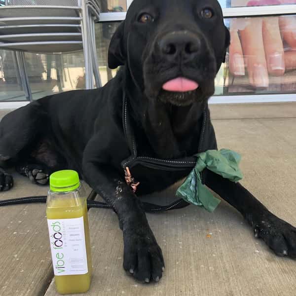 dog with bottled juice