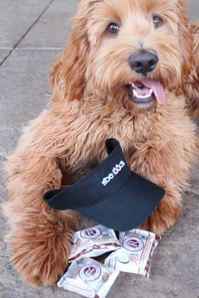 dog with merch