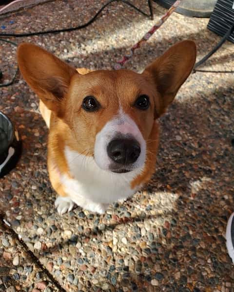 doggy