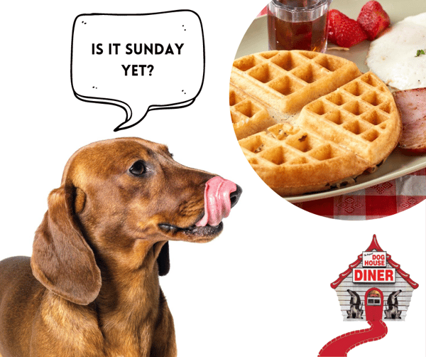 Dog with waffle