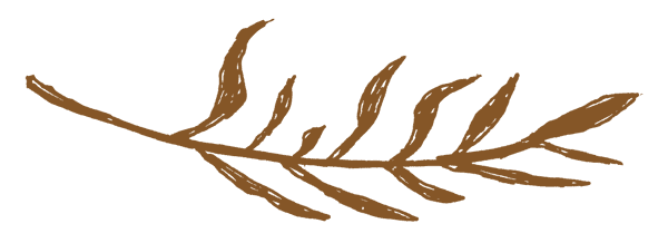 drawing of fern leaf