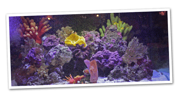 Fish Tank