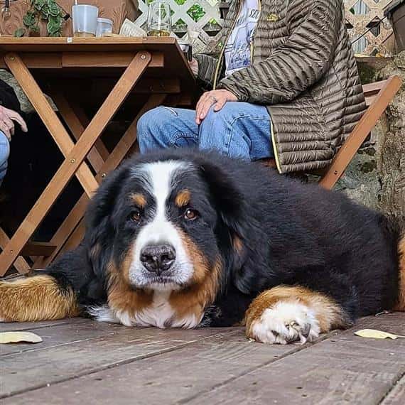 dog sitting with customer