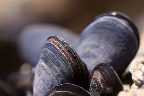 clam shell