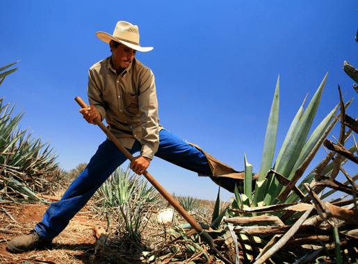 Agave Exploration Flight