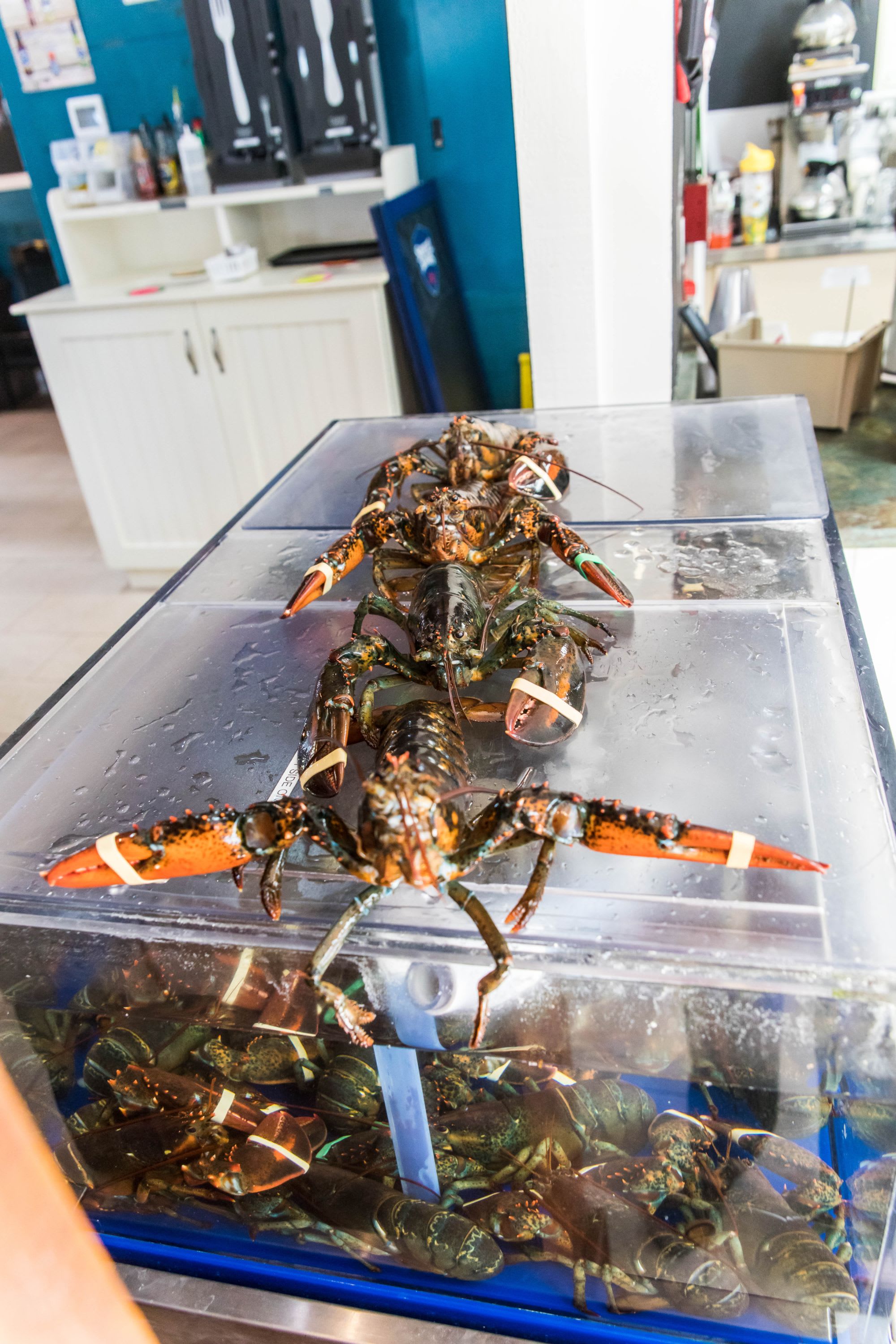 live lobsters in tank